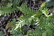 Polypodium vulgare