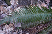 Polystichum setiferum