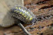 Porcellio spinicornis