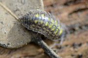 Porcellio spinicornis