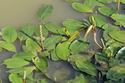 Potamogeton