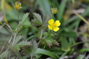 Potentilla erecta
