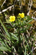 Potentilla erecta
