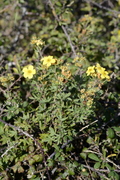 Potentilla fruticosa