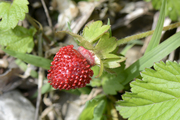 Potentilla indica