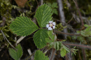Potentilla micrantha