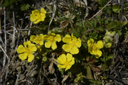 Potentilla pusilla