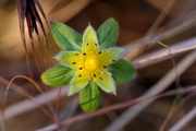 Potentilla