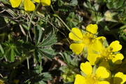Potentilla verna