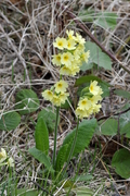 Primula elatior