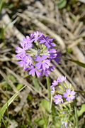 Primula farinosa