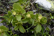 Primula hirsuta