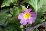 Primula vulgaris