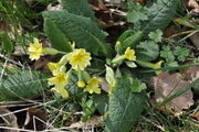 Primula vulgaris