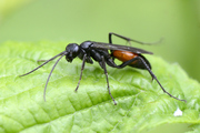 priocnemis-sp001.jpg