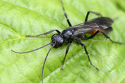 Priocnemis