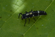 Propylea quatuordecimpunctata