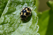 Propylea quatuordecimpunctata
