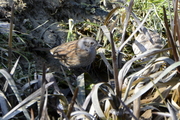 Prunella modularis