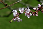 Prunus persica