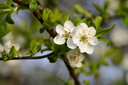 Prunus