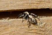 Pseudeuophrys lanigera