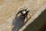 Pseudeuophrys lanigera