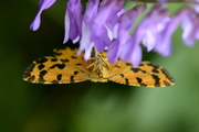 Pseudopanthera macularia