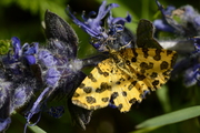 Pseudopanthera macularia