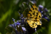 Pseudopanthera macularia