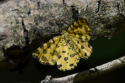 Pseudopanthera macularia