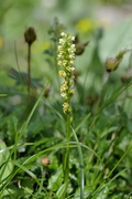 Pseudorchis albida