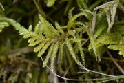 Pseudoscleropodium purum