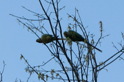 Psittaciformes