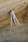 Psyche casta