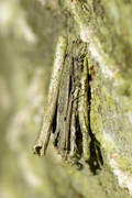 Psychidae