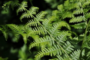 Pteridium aquilinum
