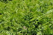 Pteridium aquilinum