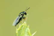 Pteromalidae