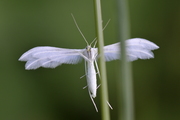 Pterophorus pentadactyla