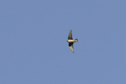 Ptyonoprogne rupestris