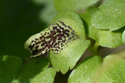 Puccinia adoxae
