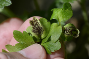 Puccinia adoxae