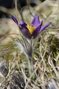 Pulsatilla montana