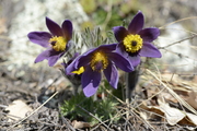 Pulsatilla montana