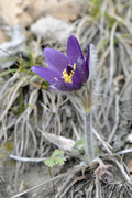 Pulsatilla montana