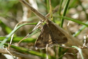 Pyrausta despicata