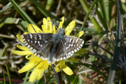 Pyrgus
