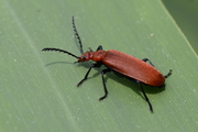 Pyrochroa serraticornis