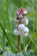 Pyrola minor